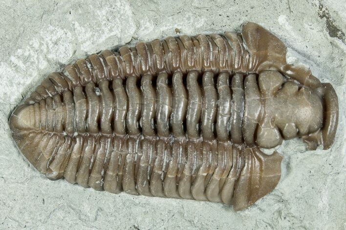 Bargain, Flexicalymene Trilobite (Molt) Fossil - Indiana #287617